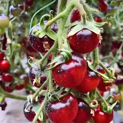 BLACK TOMATO SEEDS