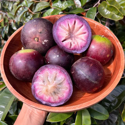 Milk Fruit Seeds-Star Apple-Chrysophyllum Cainito