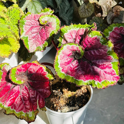 BEGONIA ESCARGOT SEEDS