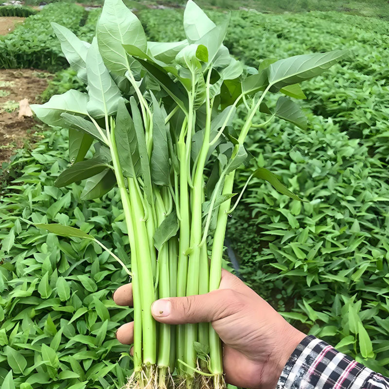 WILLOW-LEAF WATER SPINACH SEEDS