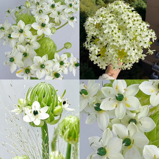 Star of Bethlehem-flower seeds