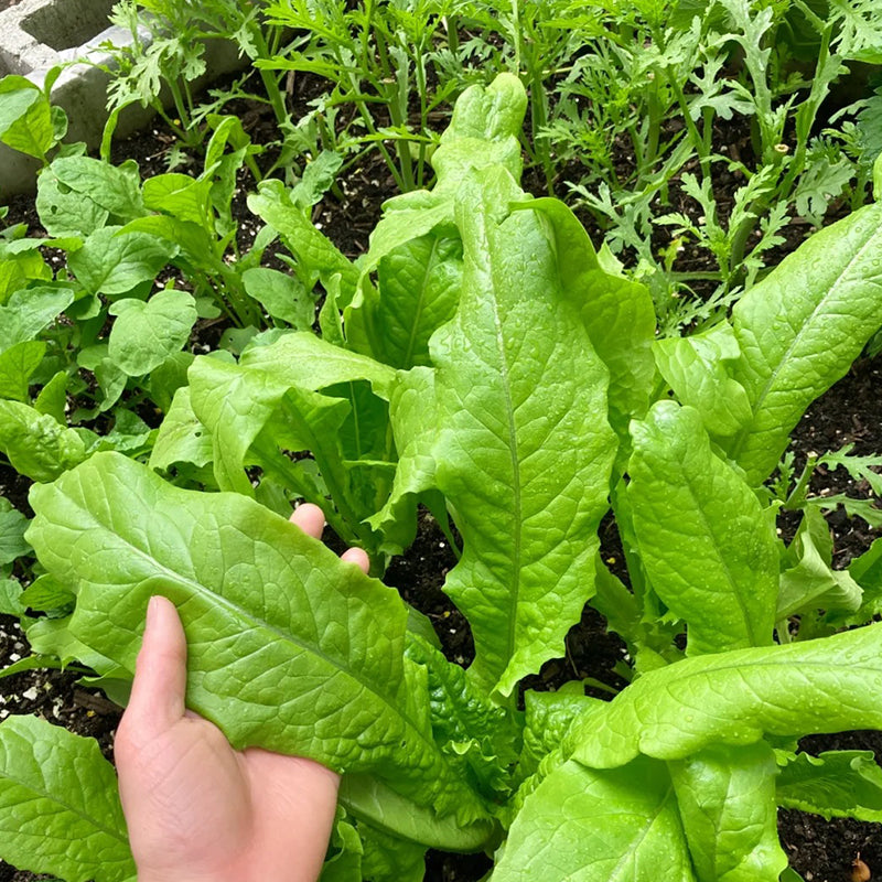ROMAINE LETTUCE SEEDS
