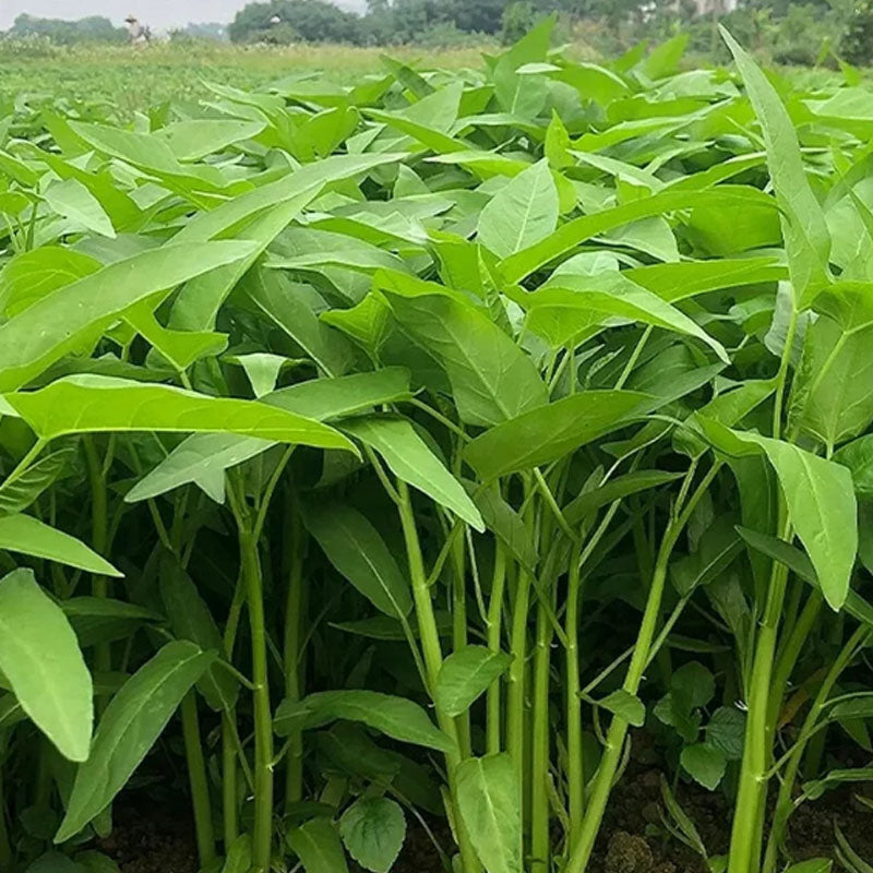 WILLOW-LEAF WATER SPINACH SEEDS