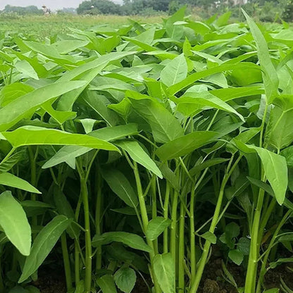 WILLOW-LEAF WATER SPINACH SEEDS