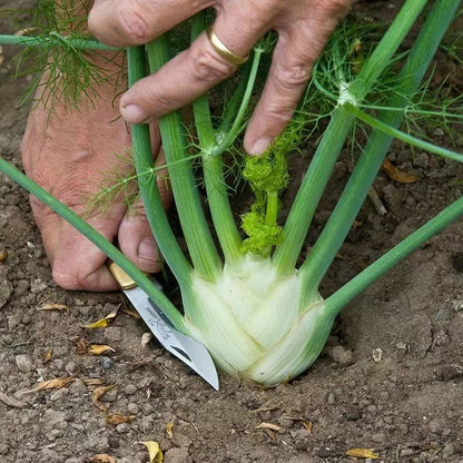 Bulbing Fennel Seeds