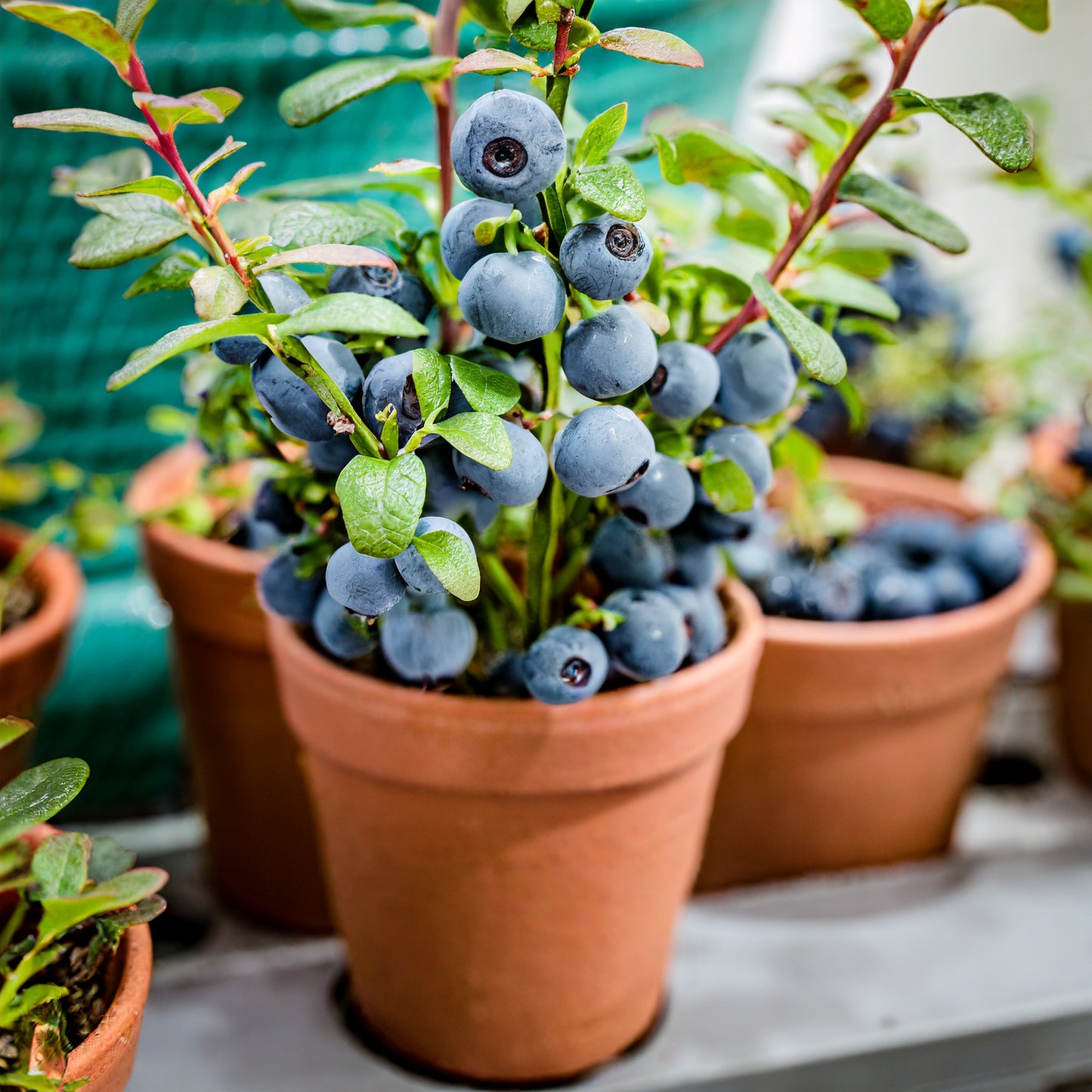 Sweet High BUSH Northern BLUEBERRY Heirloom NON-GMO USA SELLER!