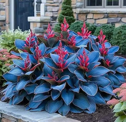 🔥2025 Garden Must-Have🌾 Perennial Coleus Ornamental Grass Seeds🌱