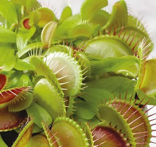 🔥 VENUS FLYTRAP SEEDS(INSECTIVOROUS PLANT)