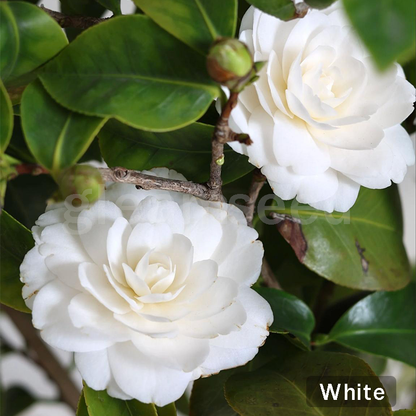 Camellia Flower Seeds – 8 Romantic Colors, Winter Blooming Beauty