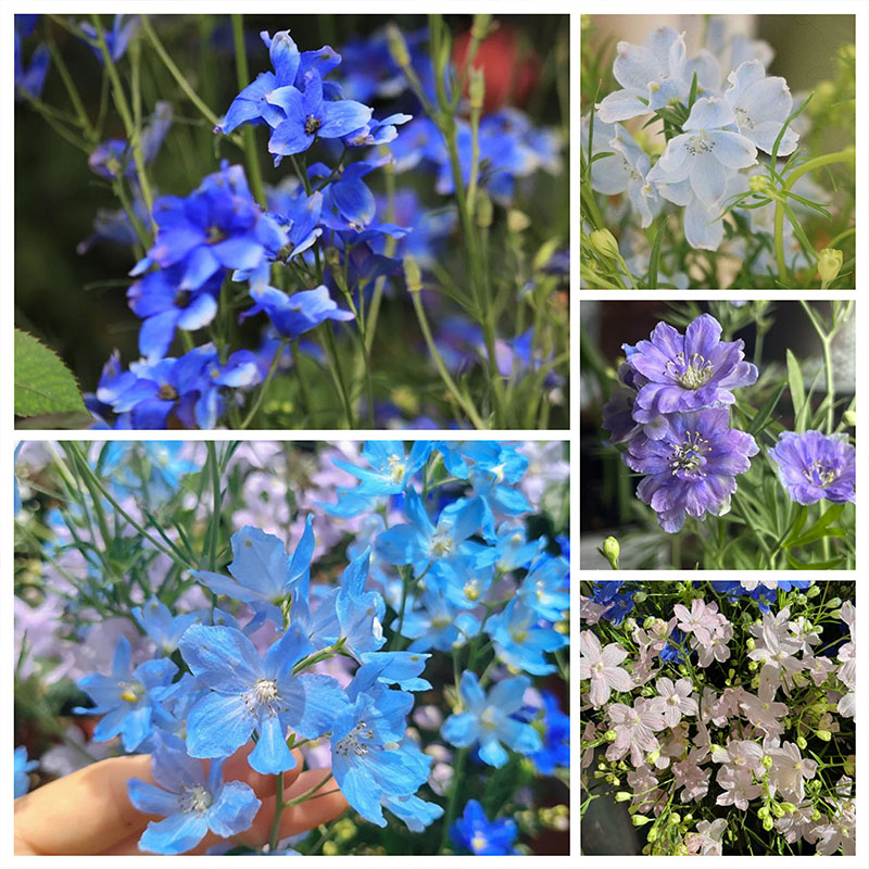 🔥200 Seeds (40% OFF)👍Recommend🔥