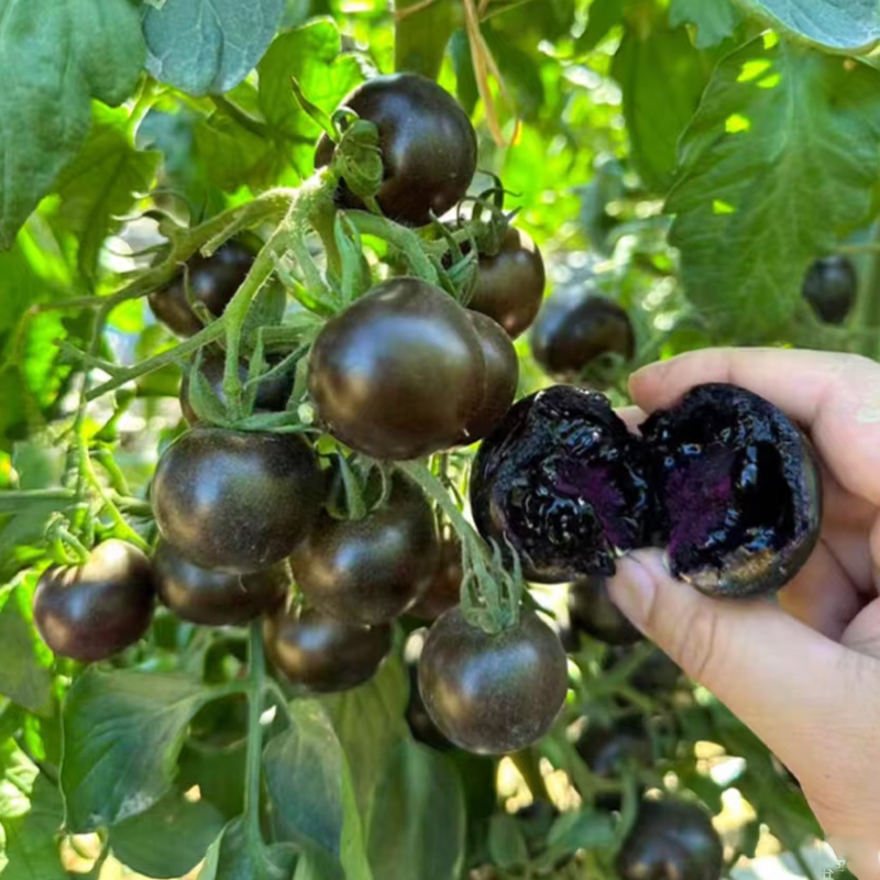 Small tomatoes with big personalities 🌈 Black • Gold • Blush varieties
