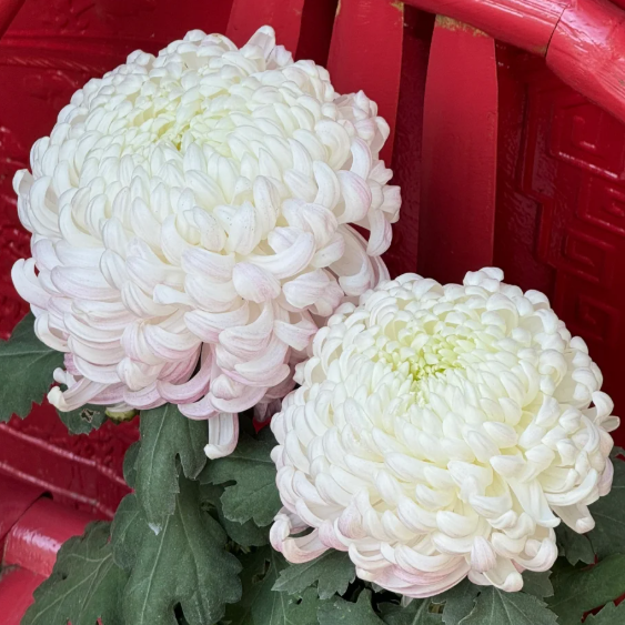 Large Double Chrysanthemum Seeds!