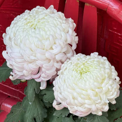 Large Double Chrysanthemum Seeds!