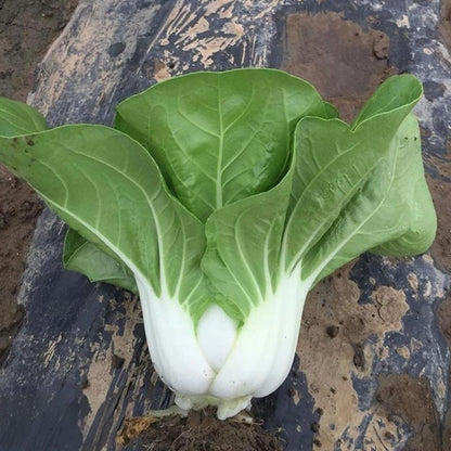 ALPINE BOK CHOY SEEDS