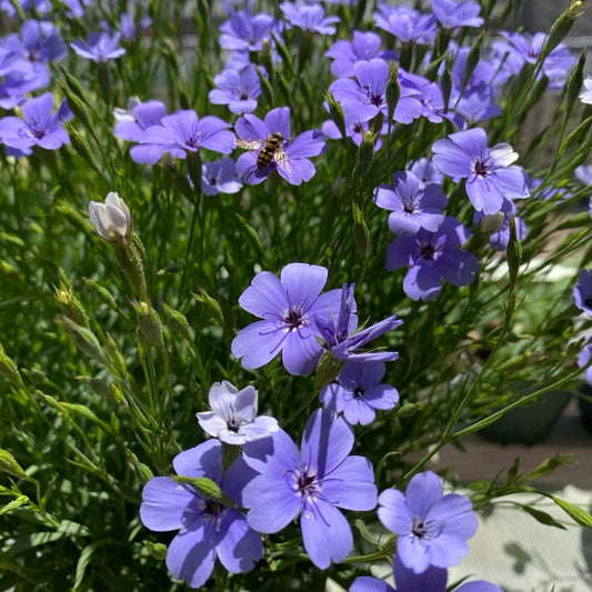 Agrostemma githago Flower seeds 🌼 Corncockle
