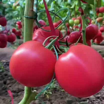 HEIRLOOM SANDY-FLESH TOMATO SEEDS🍅