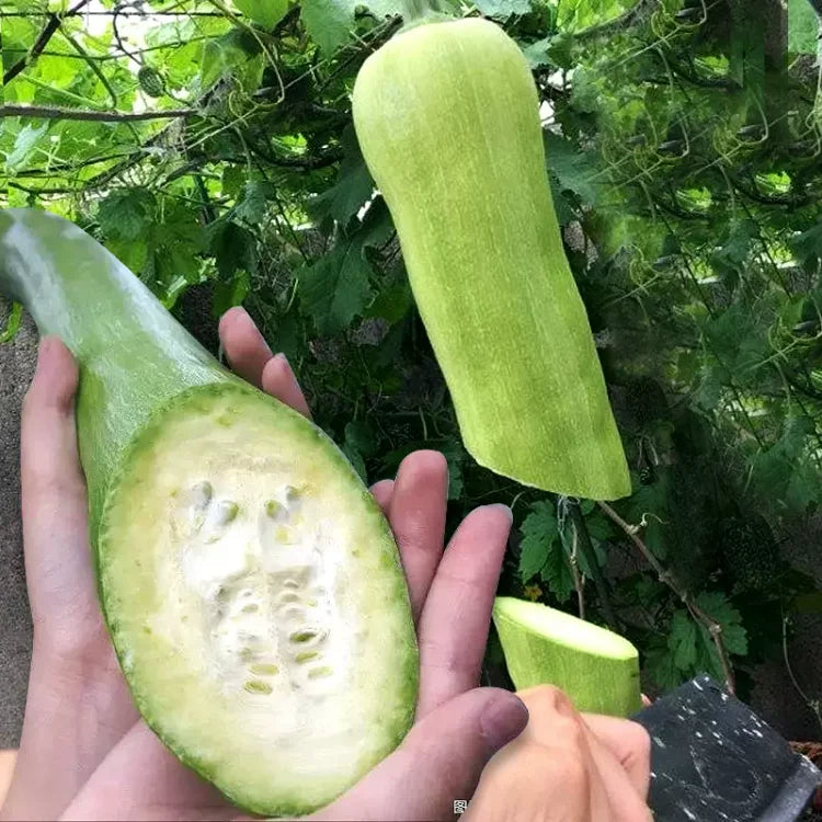 Chopping Melon Cut and Grow Melon Seeds