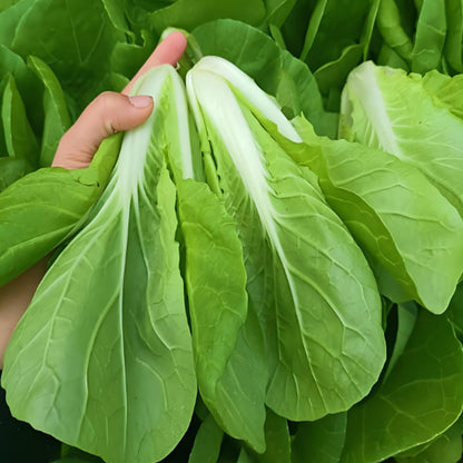 ALPINE BOK CHOY SEEDS