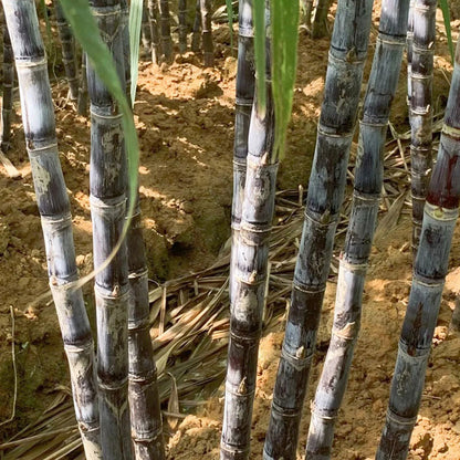 🌱 Grow Your Own Sugarcane – High Germination Seeds ✨ for Easy Home Gardens 🌿!