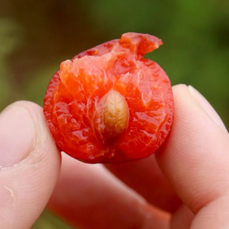 🍒DWARF CHERRY🌿PRUNUS HUMILIS SEEDS