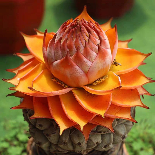 Golden Red Lotus Seeds: Embrace Tranquility with Every Bloom 🌸