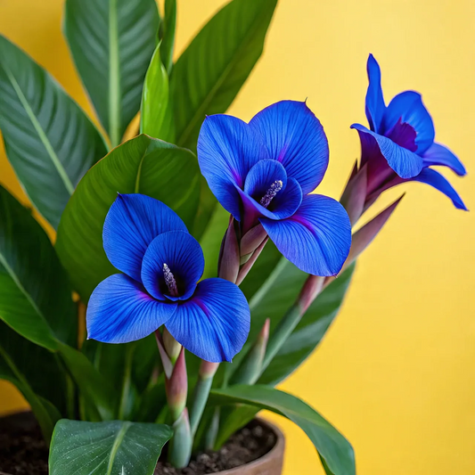 Canna Lily Seeds - Transform Your Garden with Vibrant Blooms 🌼