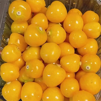 Creamy Maiden Fruit Seeds