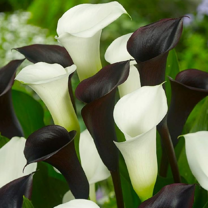 🌿 Easy-to-grow Calla Lily bulbs | Available in multiple colors and lasting bloom