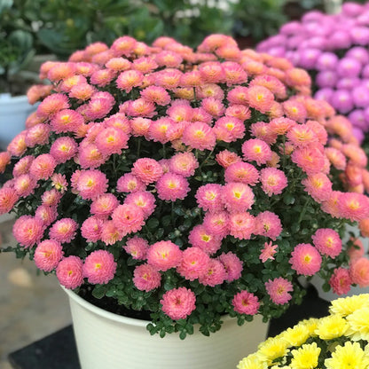 CANDY CHRYSANTHEMUM SEEDS