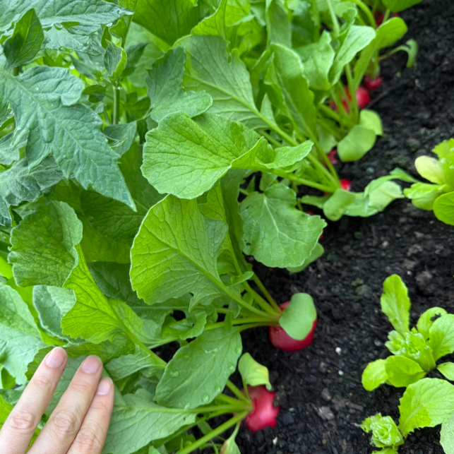 Radish Cherry Belle Seeds