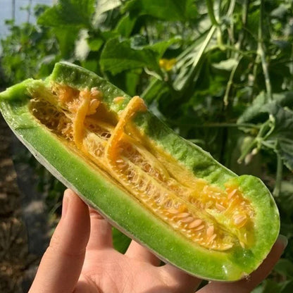 Yangjiaomi Sweet Melon Seeds