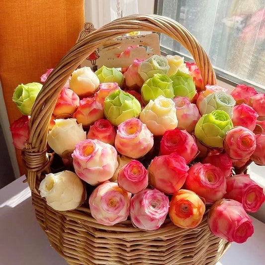 Pink Mountain Rose -Succulent