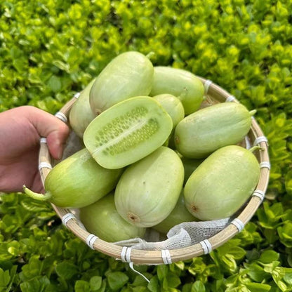 🌟 Jade Lady Cucumber Seeds🥒Refreshing, crisp and tender🍃the first choice for deliciousness!