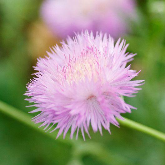 CORNFLOWER SEEDS - IMPERIALIS MIX- Bachelor Buttons