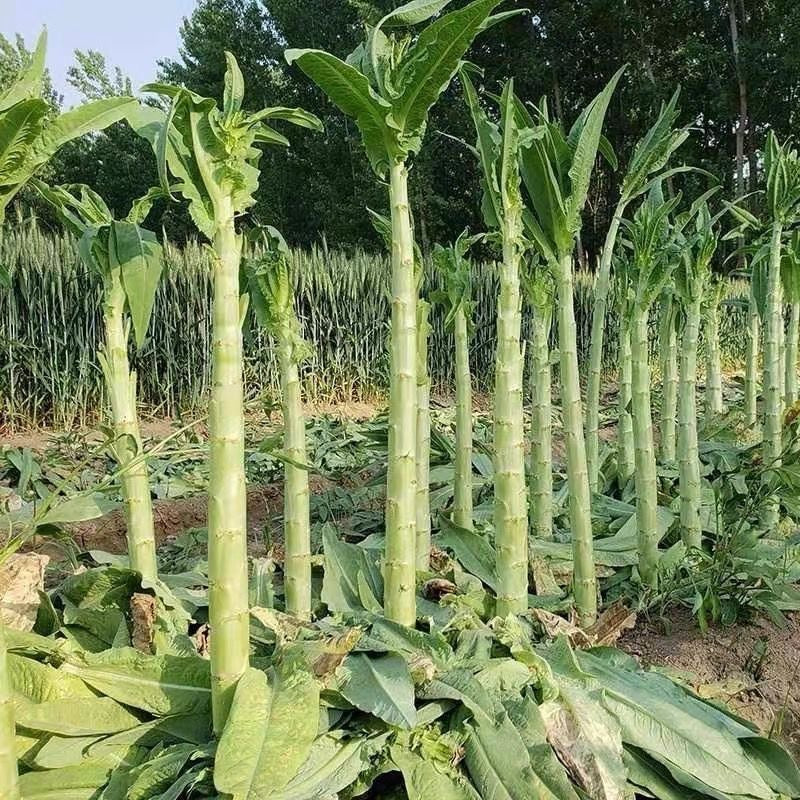 Imperial Vegetable 🌿Gong Cai seeds (Dried Celtuce Stem)
