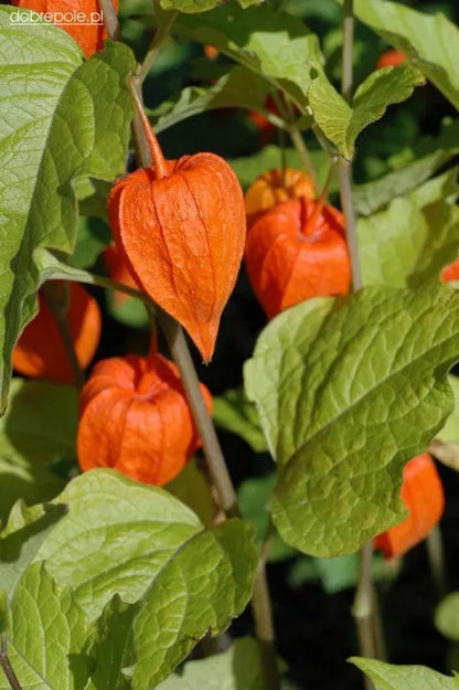 🎉65% OFF💥🔥Lantern Cherry Seeds🍓🍒Winter Ground Cherry-Strawberry Ground Cherry