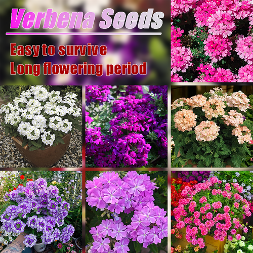 Potted flower seeds-Verbena seeds Four seasons sowing landscape flower sea potted flowers