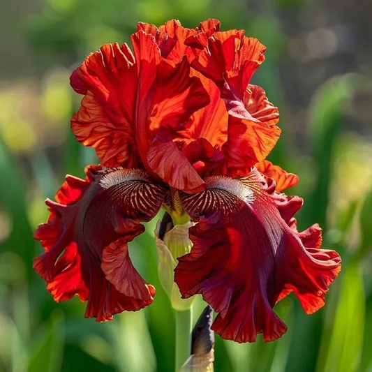 Rare Iris Bulbs⚜️ # Crimson-Crest