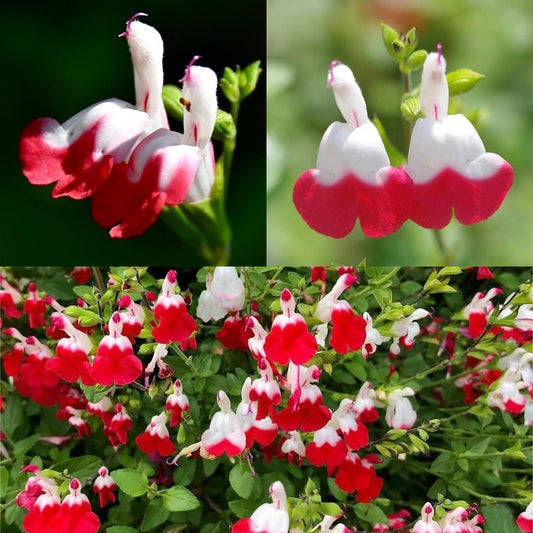 🌺 Flamingo Flower - Cherry Lips Salvia "Hot Lips"
