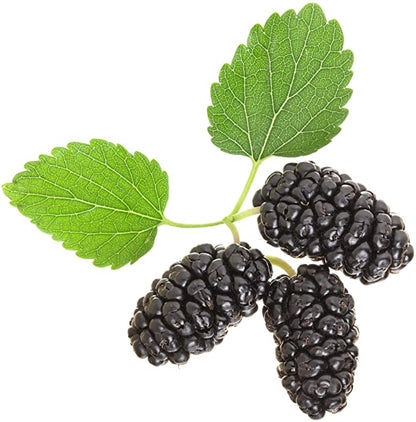 Stratified Raspberry Fruit Seeds