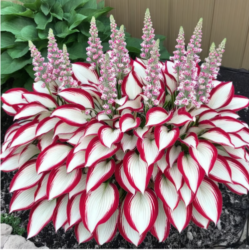 🎁2026 Special Offer🍃Rare Hosta Seeds🌿