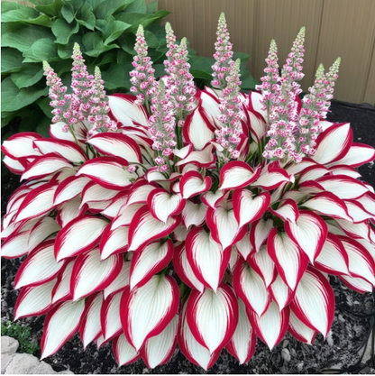 🎁2026 Special Offer🍃Rare Hosta Seeds🌿