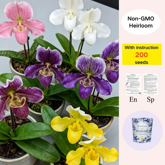 Mixed color Rare Slipper Orchid Seeds – Stunning Paired Colors, Easy to Grow Indoors