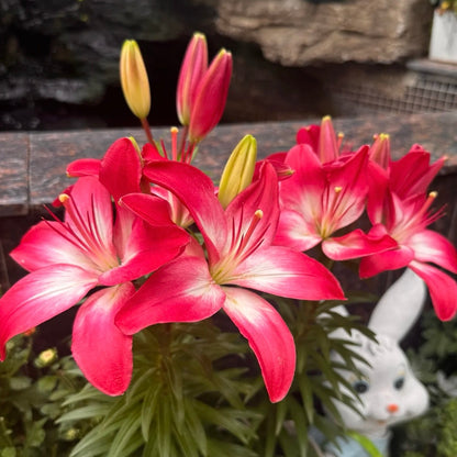 🌸Rare Lilies seeds