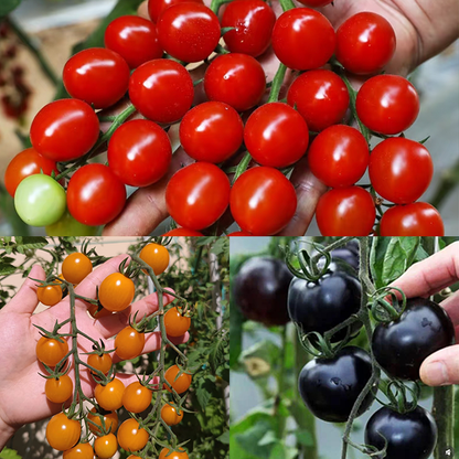 Small tomatoes with big personalities 🌈 Black • Gold • Blush varieties