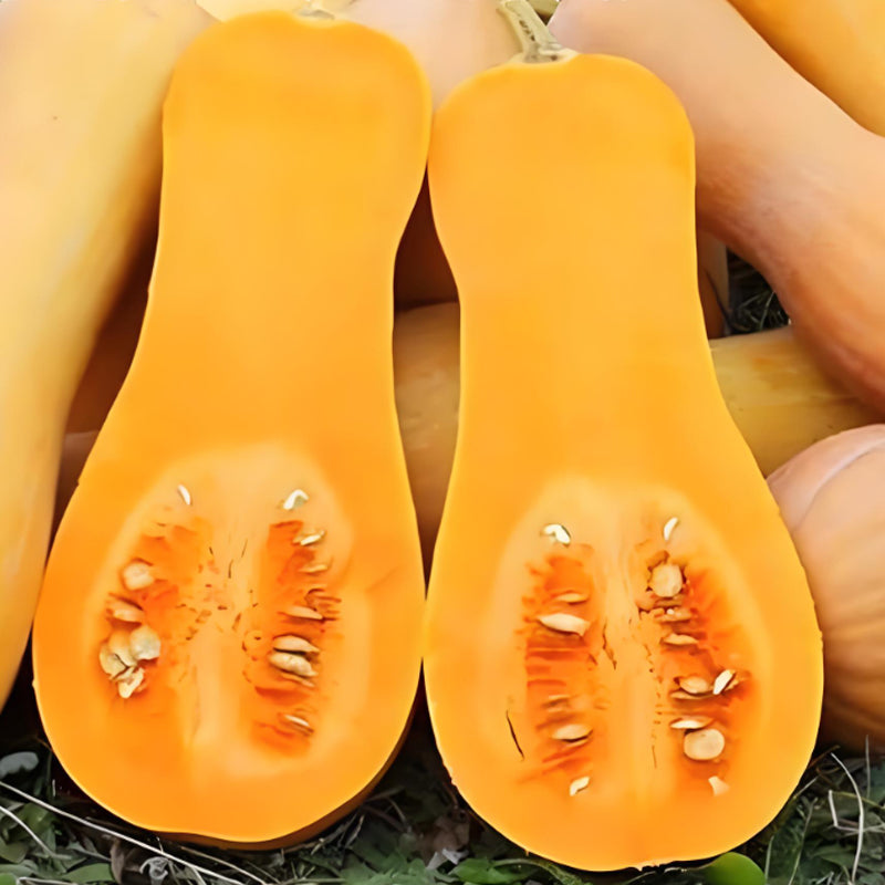 SWEET CREAM PUMPKIN SEEDS