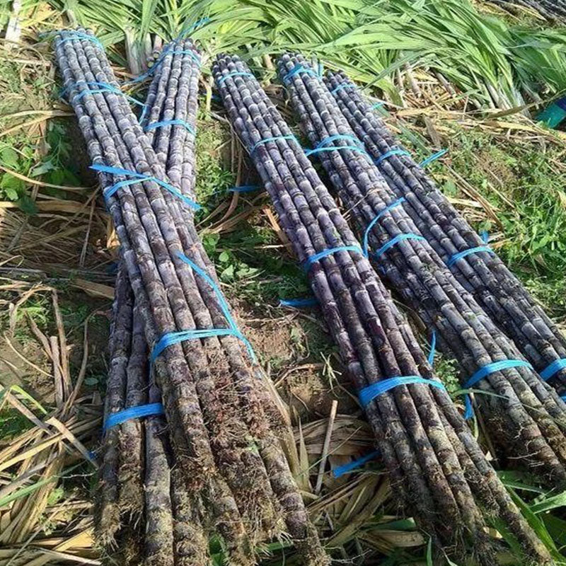 🌱 Grow Your Own Sugarcane – High Germination Seeds ✨ for Easy Home Gardens 🌿!
