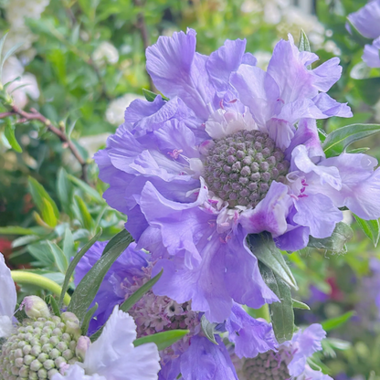 Scabiosa Comosa Seeds