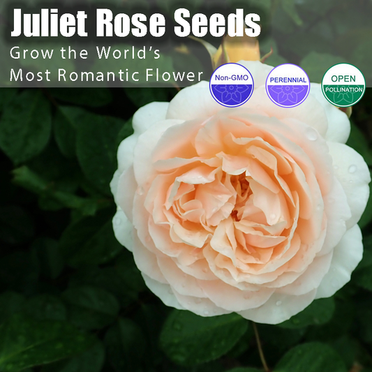 🌹 Juliet Rose Seeds – Grow the World’s Most Romantic Flower 🌹