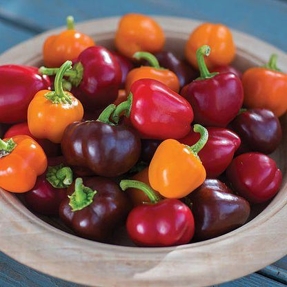 Pepper Mini Bell Chocolate Organic Seeds